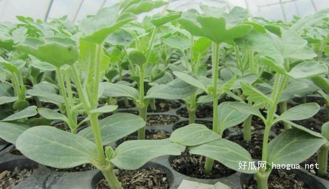 淮南西瓜苗 西瓜苗廠家供應(yīng)（圖）_4