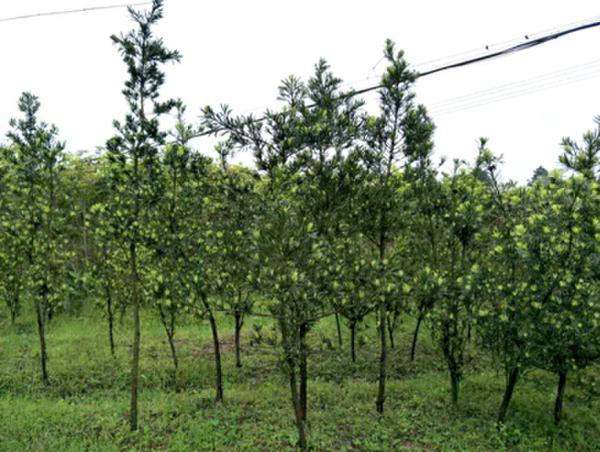 中國鋁材名村——湖南安仁梨樹村_2