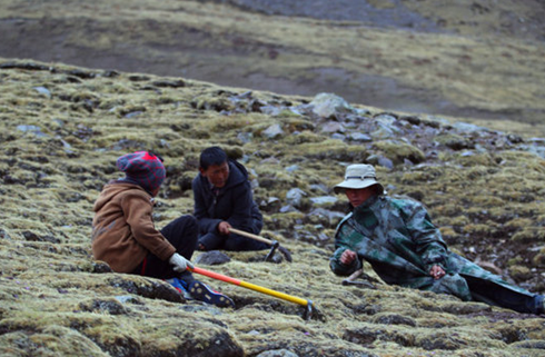 艱辛！虔草冬蟲夏草采挖歷程，看完你還覺得它貴嗎？（圖）_2