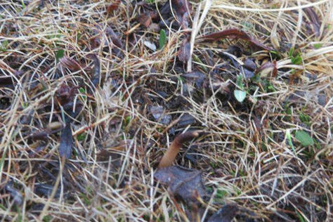 艱辛！虔草冬蟲夏草采挖歷程，看完你還覺得它貴嗎？（圖）_3