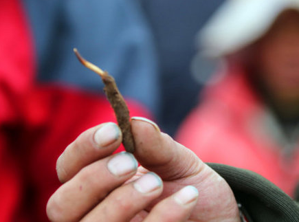 艱辛！虔草冬蟲夏草采挖歷程，看完你還覺得它貴嗎？（圖）_4