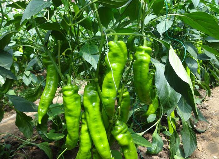 許昌辣椒苗零售商 18765720716批發(fā)（圖）_2