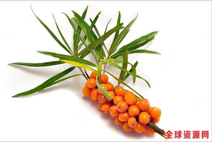 沙棘代餐粉ODM廠家  沙棘產(chǎn)品貼牌代加工廠（圖）_2