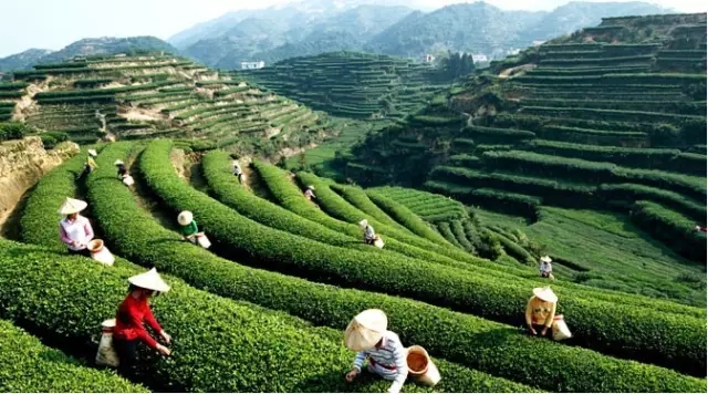 山西經(jīng)濟(jì)頻道采訪御質(zhì)貢茶，未來(lái)餐飲公司助力創(chuàng)業(yè)夢(mèng)!（圖）_5