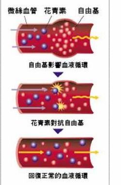 藍莓中的花青素讓您遠離血管疾病_1
