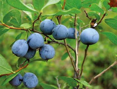 藍莓中的花青素讓您遠離血管疾病_2