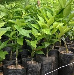 株洲哪里有南豐蜜桔種苗出售_1