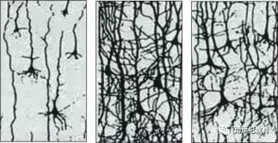 腦科學(xué)專家說，高考考場拼的竟是3歲前？（圖）_5