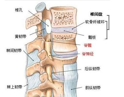 腰間盤突出了，康復的患者告訴你怎么治（圖）_2