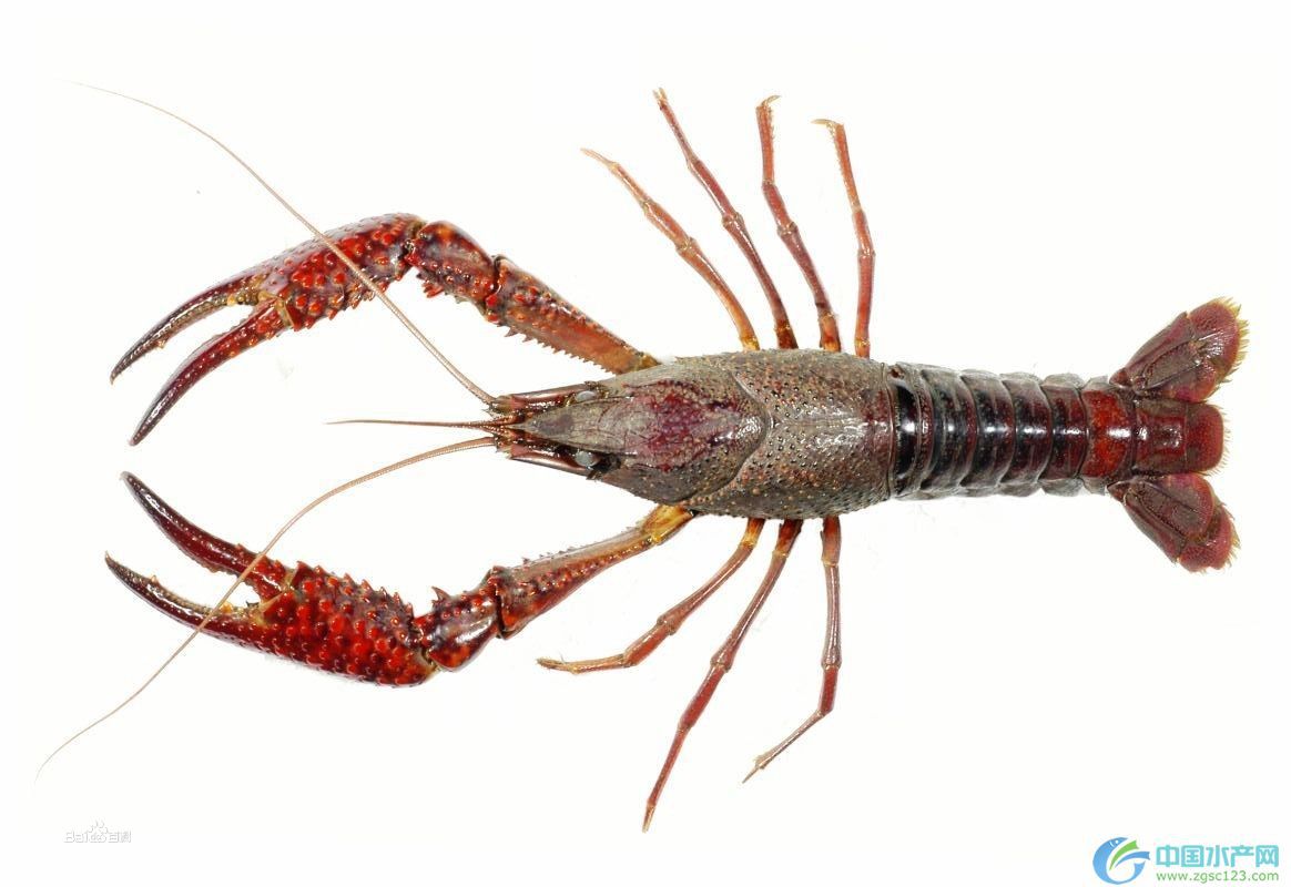 岳陽華容口味龍蝦全套培訓（圖）_17