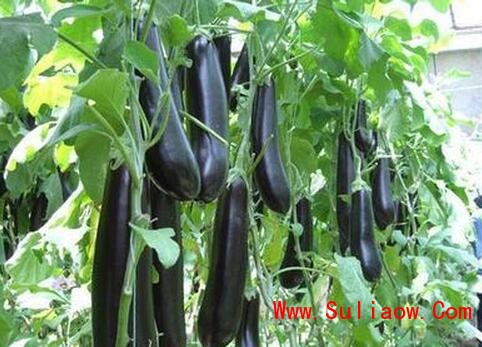 駐馬店茄子苗圓茄苗品種報(bào)價(jià)_1