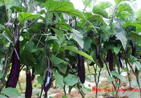 駐馬店茄子苗圓茄苗品種報(bào)價(jià)_2