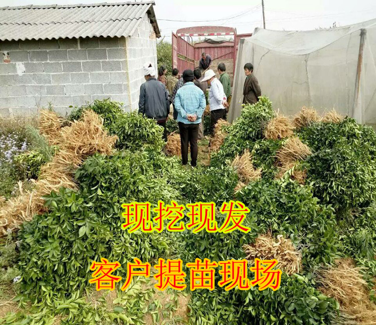 成都哪里有夏橙果苗批發(fā)基地_2