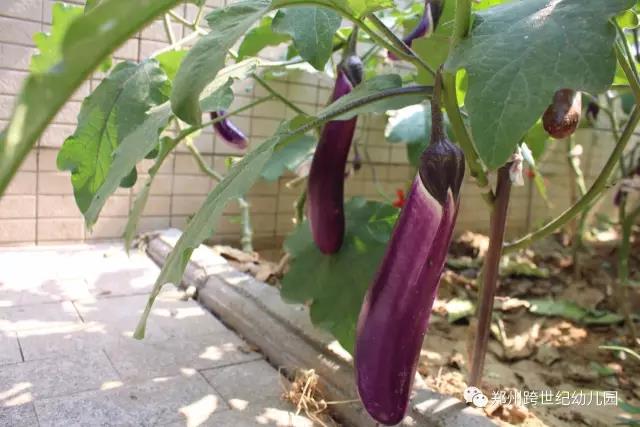 跨世紀幼兒園如何應對孩子在幼兒園低出勤率_3