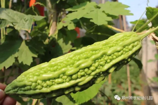 跨世紀幼兒園如何應對孩子在幼兒園低出勤率_4