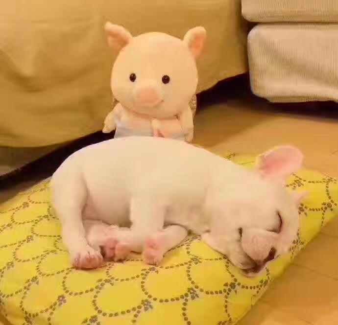 優(yōu)加手作布藝DIY，玩轉(zhuǎn)手中萌物_3