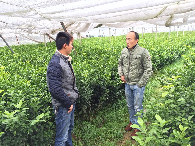 達州達州夏橙苗價格多少錢_4