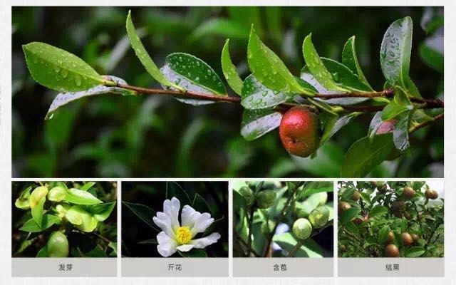 自然菲【明星成分：山茶籽】源于大自然的馈赠（图）_1