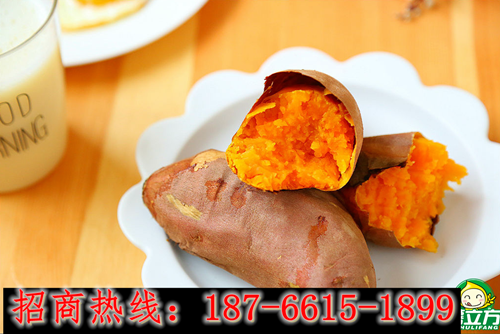 河南烤紅薯加盟,薯諾烤紅薯加盟_2