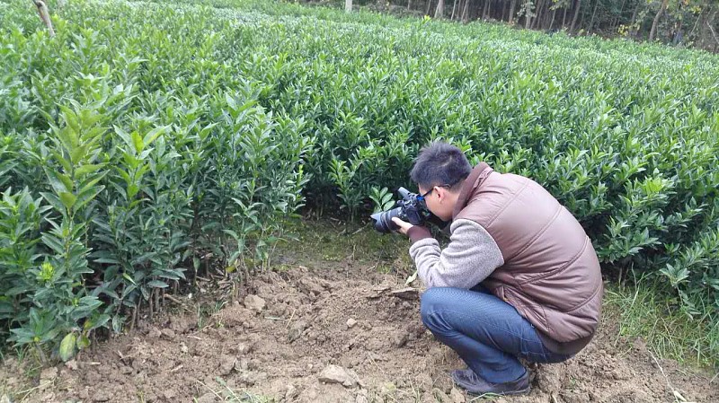 眉山果苗供應(yīng)哪家好_2