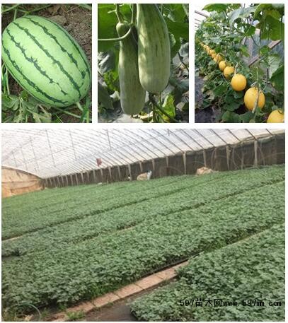 沁陽辣椒苗報(bào)價(jià)螺絲椒種子廠家187（圖）_1