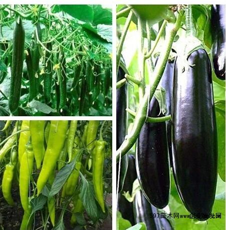 滄州辣椒苗育苗廠批發(fā)_2