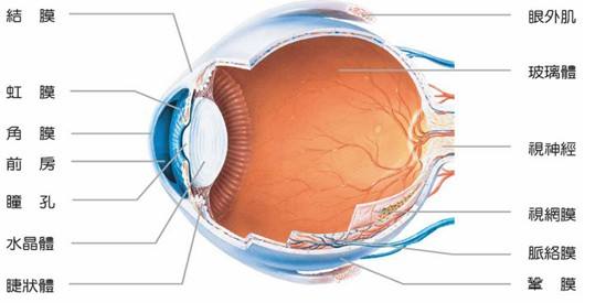 POLYTOUCH隱形眼鏡制造商解析近視散光是什么意思（圖）_1