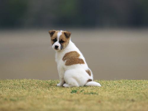 冬季如何給狗狗補充維生素？（圖）_1