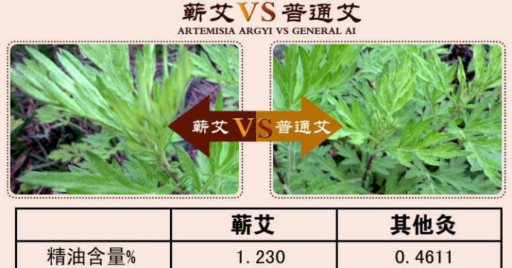 感恩艾健康科技千萬投入打造艾灸養(yǎng)生微商第一品牌_4