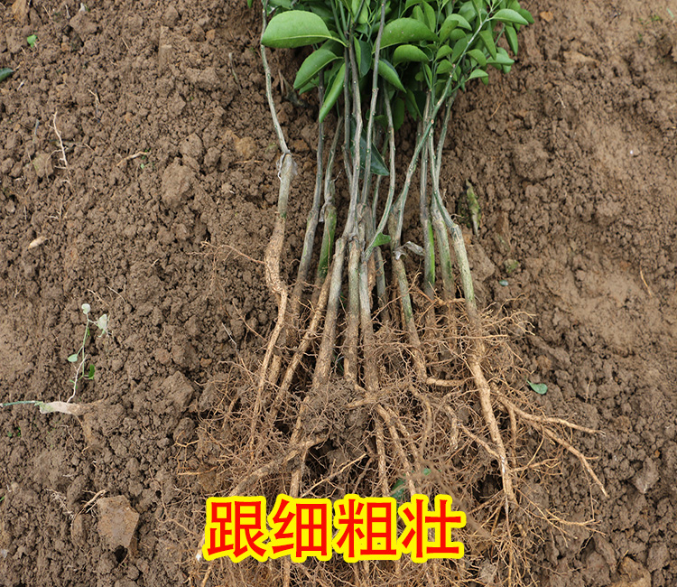 宜賓哪里有柑橘種苗賣_2