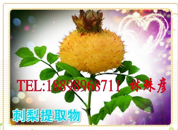 刺梨壓片糖果ODM廠家_1