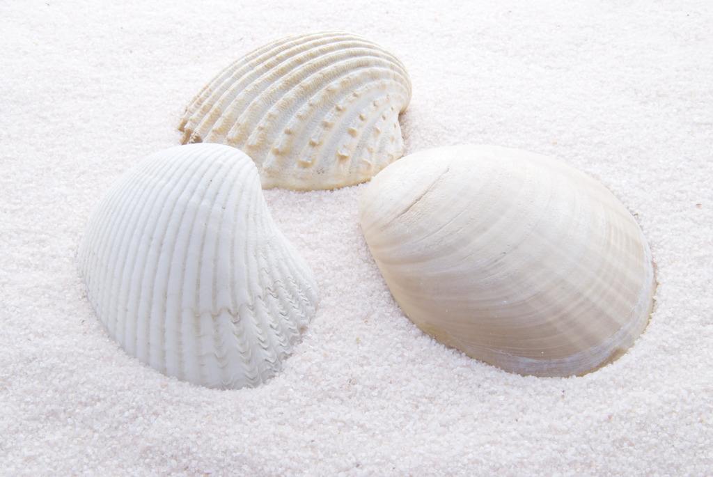 碧海金貝：貝殼粉涂料為什么要選大品牌？_1