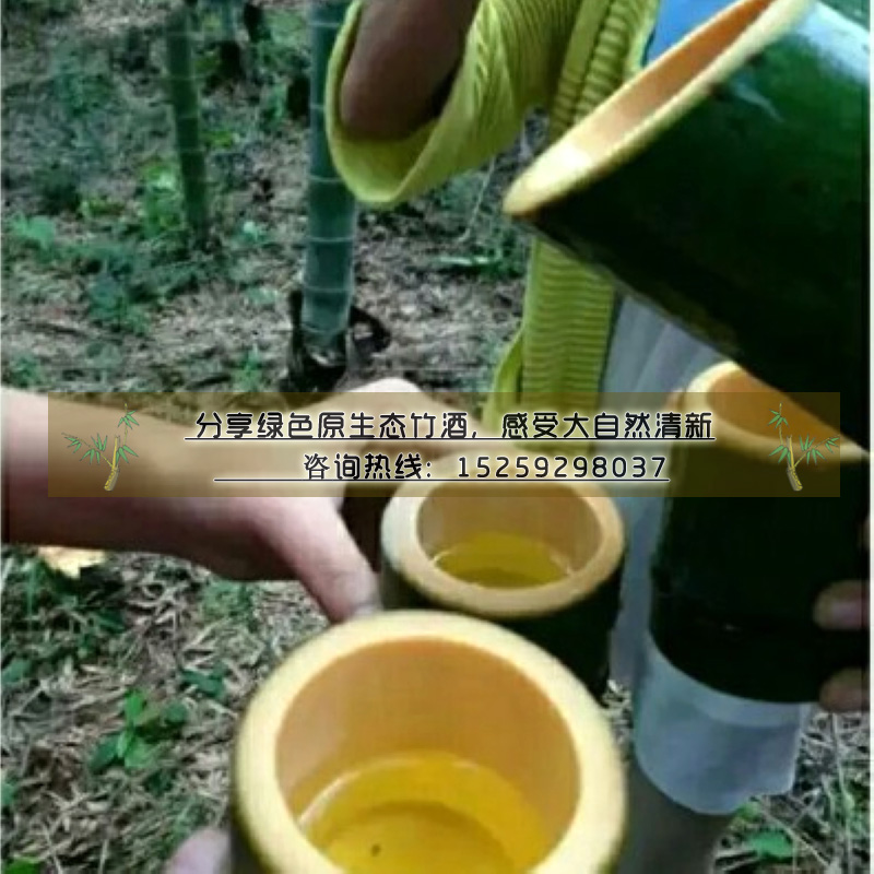 天津竹筒酒_大連春節(jié)禮品酒竹筒酒_沈陽松原竹筒酒代理招商（圖）_1