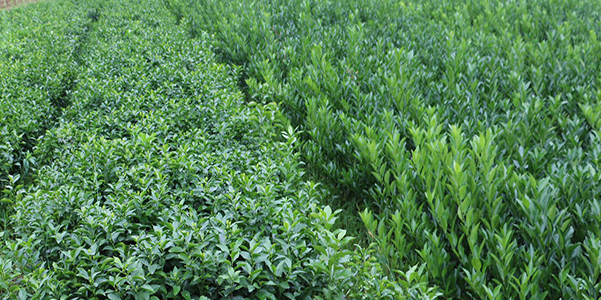 柑桔小苗出售&哪有柑桔小苗大量批發(fā)&供應(yīng)大量柑桔小苗_1