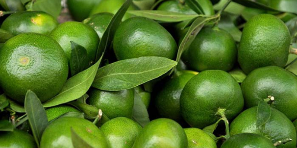 柑桔小苗出售&哪有柑桔小苗大量批發(fā)&供應(yīng)大量柑桔小苗_2