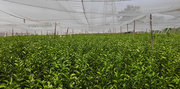 柑桔小苗出售&哪有柑桔小苗大量批發(fā)&供應(yīng)大量柑桔小苗_3