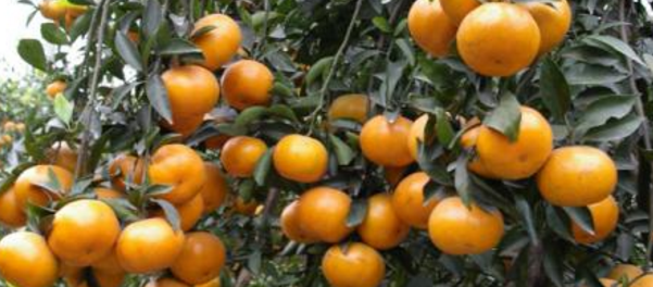 柑桔小苗出售&哪有柑桔小苗大量批發(fā)&供應(yīng)大量柑桔小苗_4