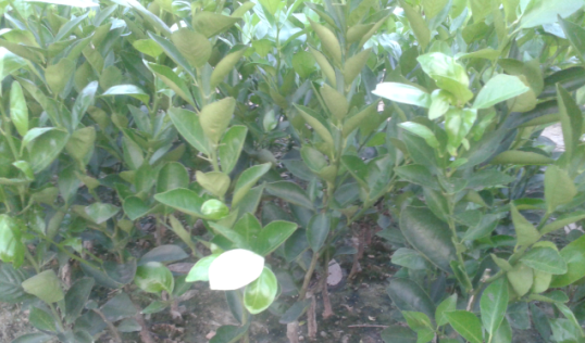 目前好金桔樹苗大概多少錢啊_1