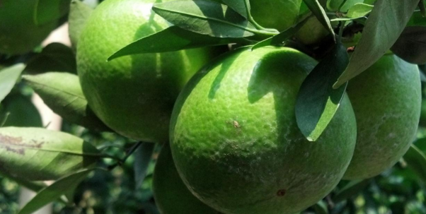 目前好金桔樹苗大概多少錢啊_2