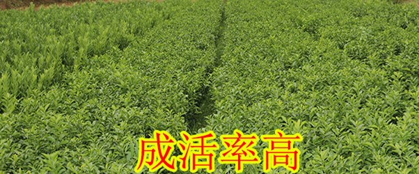 目前好金桔樹苗大概多少錢啊_3