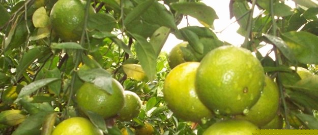 目前好金桔樹苗大概多少錢啊_4