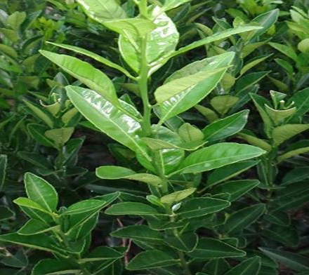 哪里出售金秋沙糖桔杯苗的_1