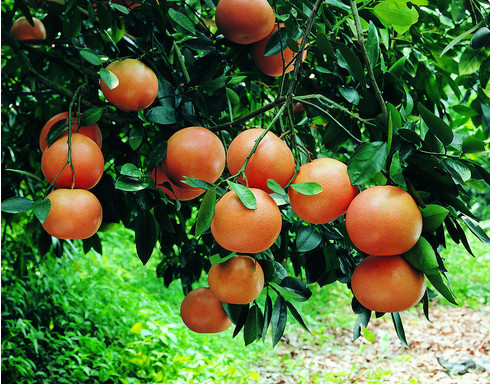 哪里出售金秋沙糖桔杯苗的_2