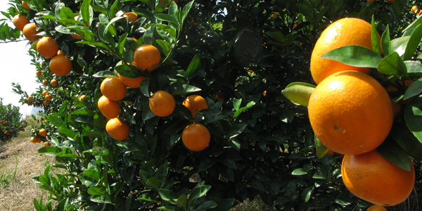 哪里出售金秋沙糖桔杯苗的_3