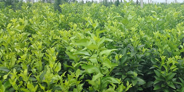 哪里出售金秋沙糖桔杯苗的_4