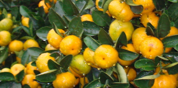 少核默科特苗價(jià)格多少錢(qián)_1