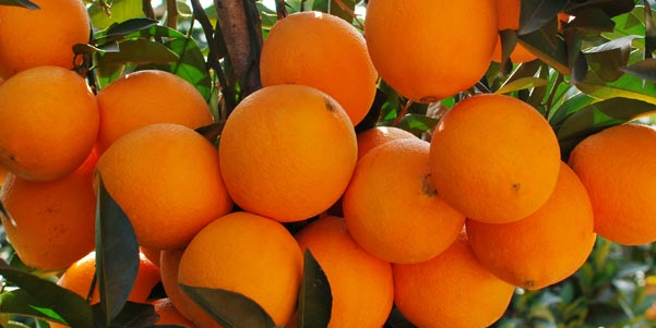 哪里有桂橙一號苗賣_1