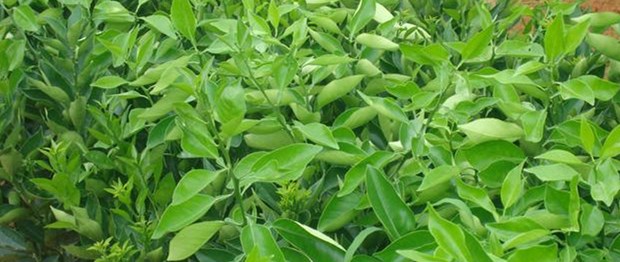 哪里有桂橙一號苗賣_4