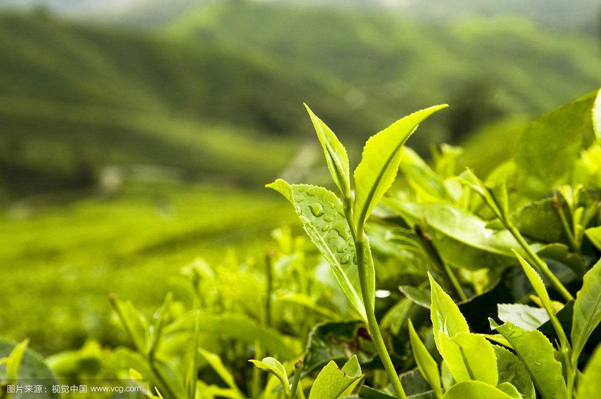 胖大海种植基地图片