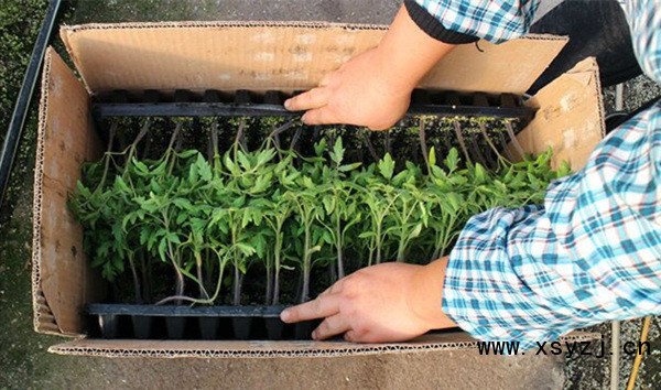 威海批發(fā)小西紅柿苗、番茄苗廠家（圖）_1